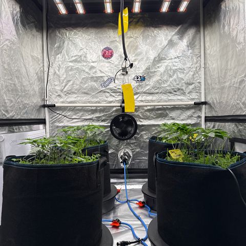 Super Lemon Haze x Clementine growlog timeline photo