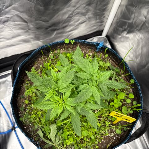 Super Lemon Haze x Clementine growlog timeline photo