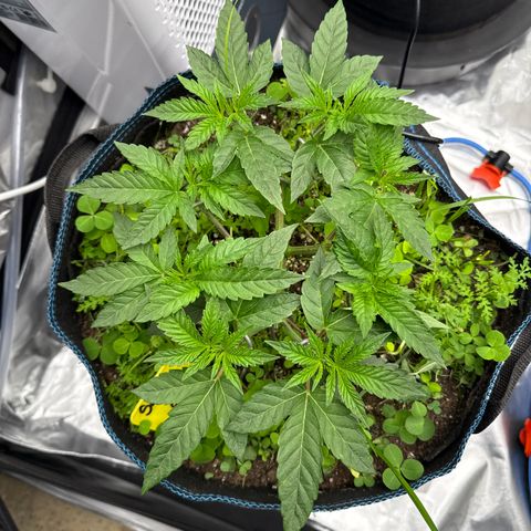 Super Lemon Haze x Clementine growlog timeline photo