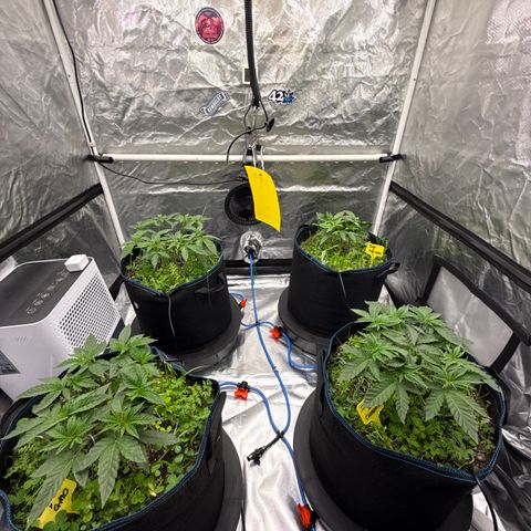 Super Lemon Haze x Clementine growlog timeline photo