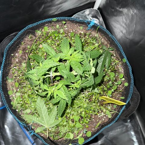 Super Lemon Haze x Clementine growlog timeline photo