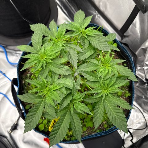 Super Lemon Haze x Clementine growlog timeline photo