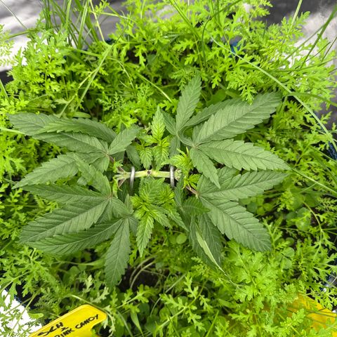 Super Lemon Haze x Clementine growlog timeline photo