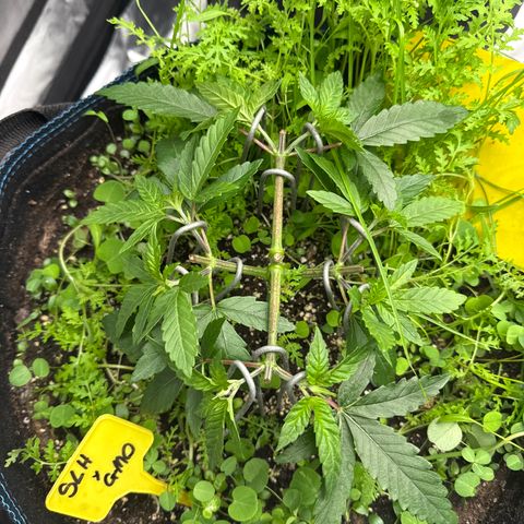Super Lemon Haze x Clementine growlog timeline photo