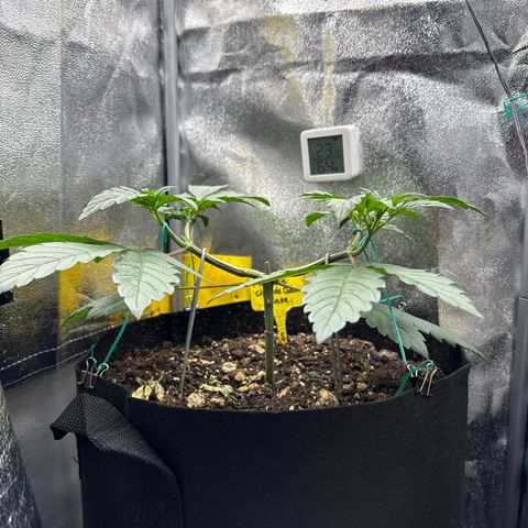 Pineapple Upside Down Cake growlog timeline photo