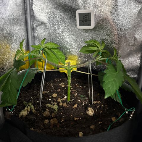 Pineapple Upside Down Cake growlog timeline photo