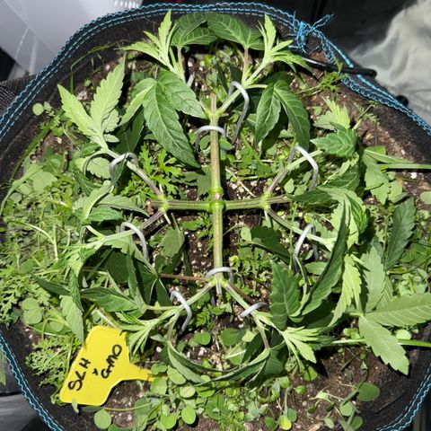 Super Lemon Haze x Clementine growlog timeline photo
