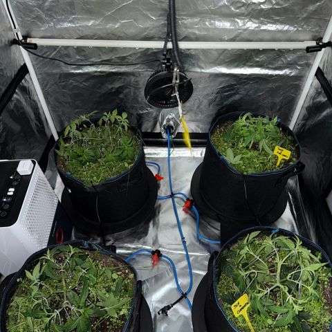 Super Lemon Haze x Clementine growlog timeline photo
