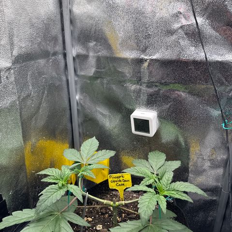Pineapple Upside Down Cake growlog timeline photo