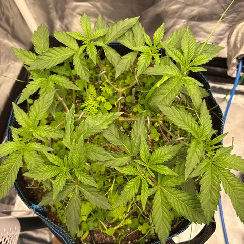 Super Lemon Haze x Clementine growlog timeline photo