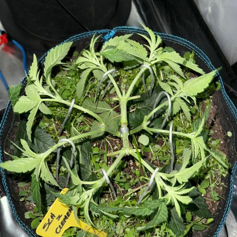 Super Lemon Haze x Clementine growlog timeline photo