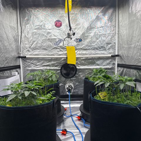 Super Lemon Haze x Clementine growlog timeline photo