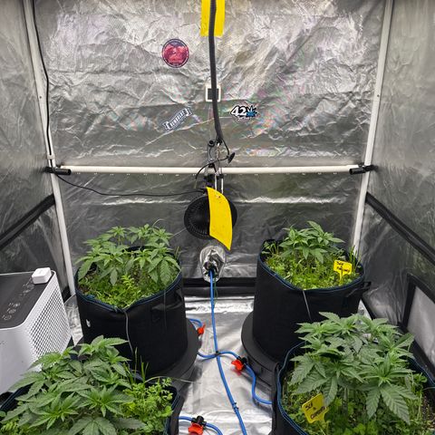 Super Lemon Haze x Clementine growlog timeline photo