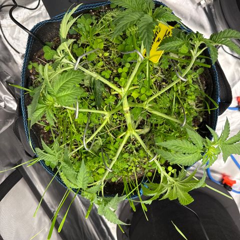 Super Lemon Haze x Clementine growlog timeline photo