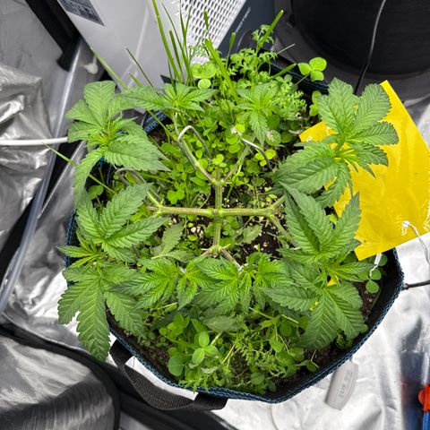 Super Lemon Haze x Clementine growlog timeline photo