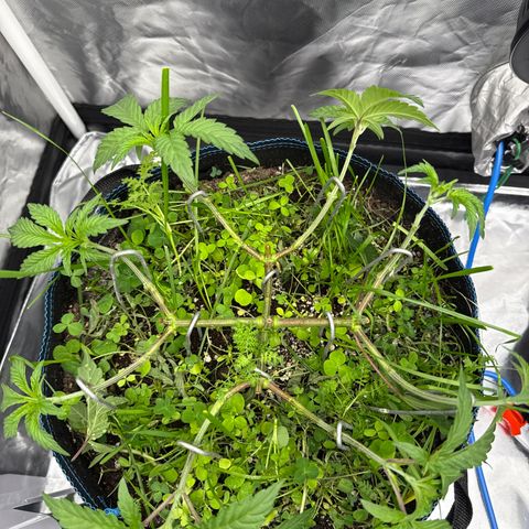 Super Lemon Haze x Clementine growlog timeline photo