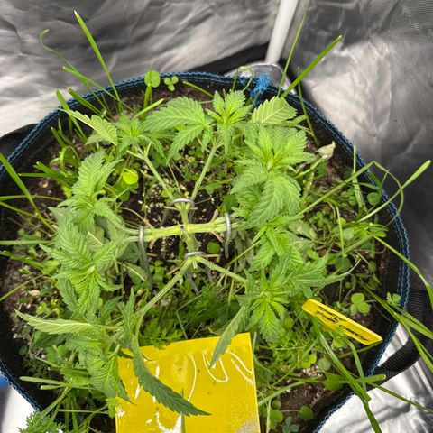 Super Lemon Haze x Clementine growlog timeline photo