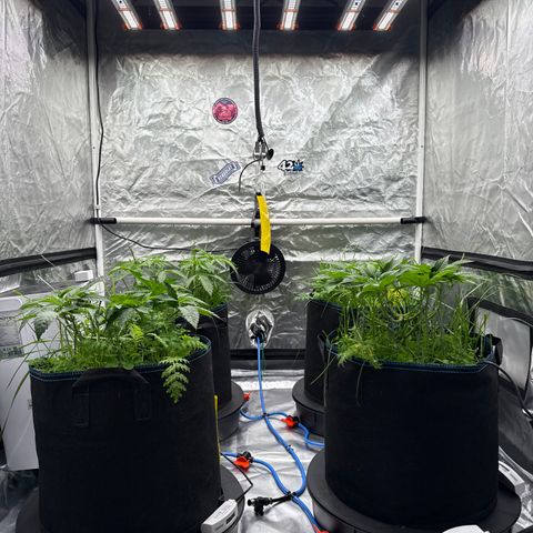 Super Lemon Haze x Clementine growlog timeline photo