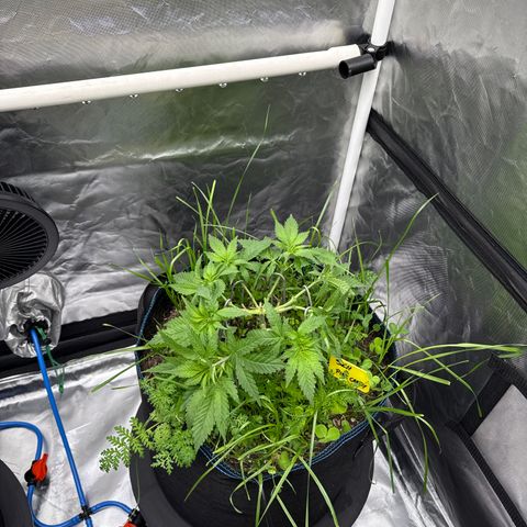 Super Lemon Haze x Clementine growlog timeline photo