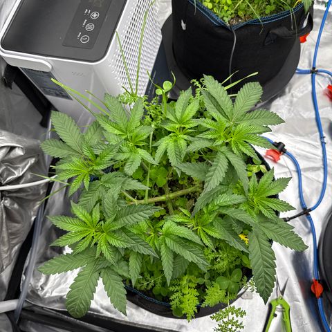 Super Lemon Haze x Clementine growlog timeline photo