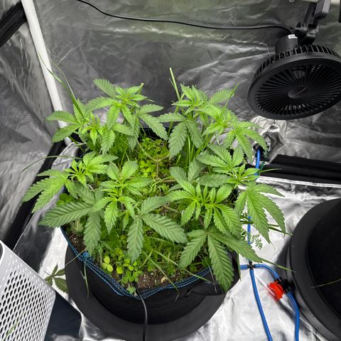 Super Lemon Haze x Clementine growlog timeline photo