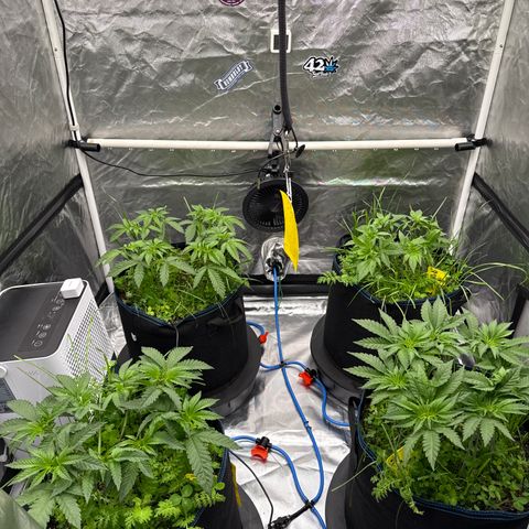 Super Lemon Haze x Clementine growlog timeline photo