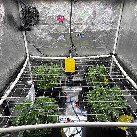Super Lemon Haze x Clementine growlog timeline photo