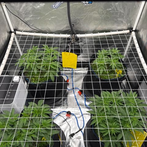 Super Lemon Haze x Clementine growlog timeline photo
