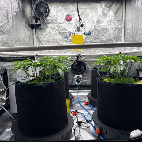 Super Lemon Haze x Clementine growlog timeline photo