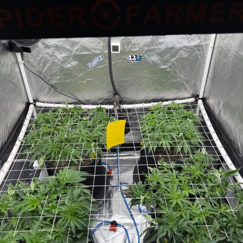 Super Lemon Haze x Clementine growlog timeline photo
