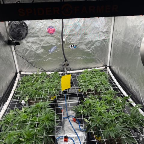 Super Lemon Haze x Clementine growlog timeline photo