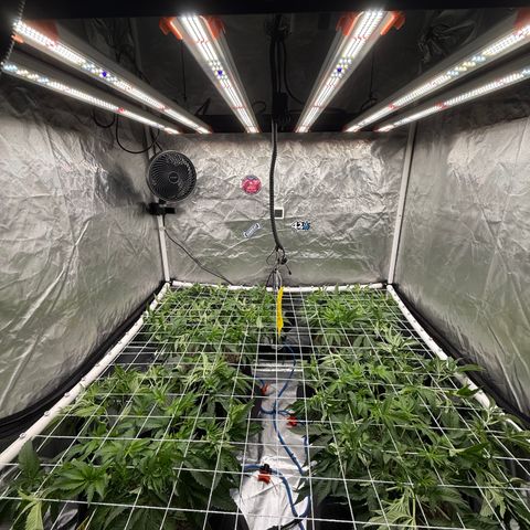 Super Lemon Haze x Clementine growlog timeline photo