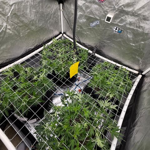 Super Lemon Haze x Clementine growlog timeline photo