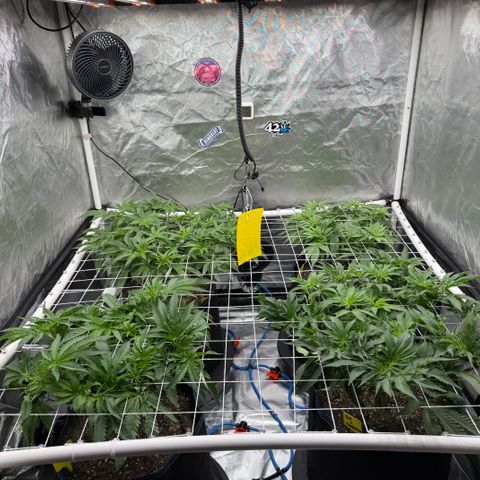 Super Lemon Haze x Clementine growlog timeline photo