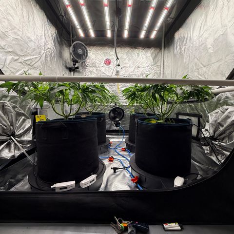 Super Lemon Haze x Clementine growlog timeline photo