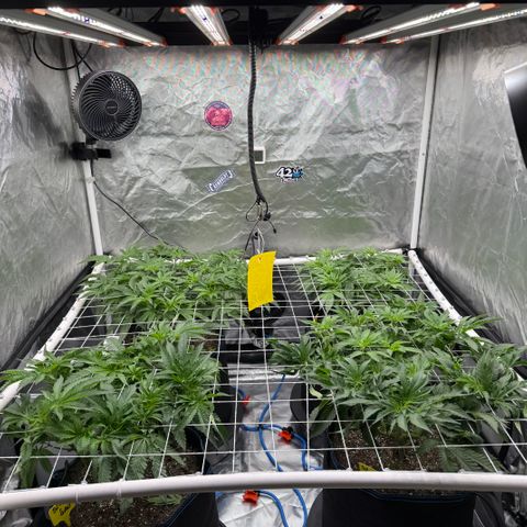 Super Lemon Haze x Clementine growlog timeline photo