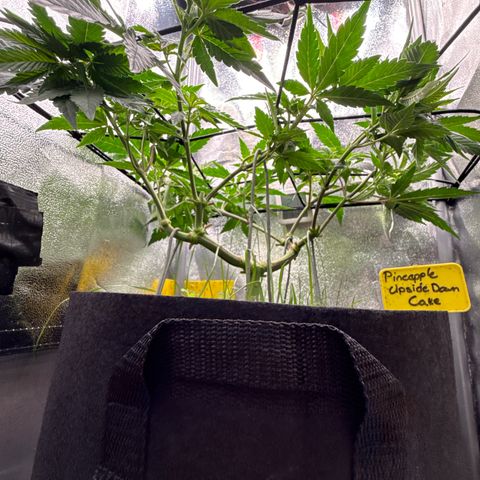 Pineapple Upside Down Cake growlog timeline photo