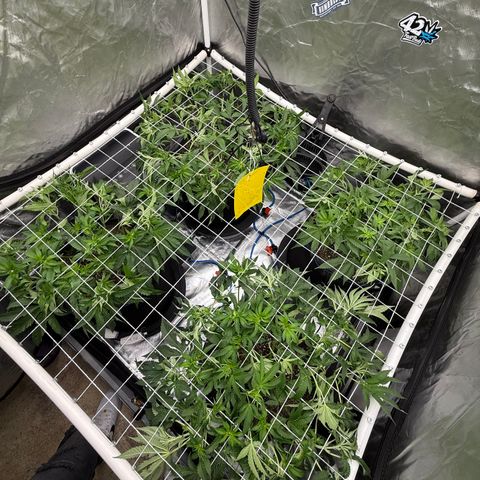 Super Lemon Haze x Clementine growlog timeline photo