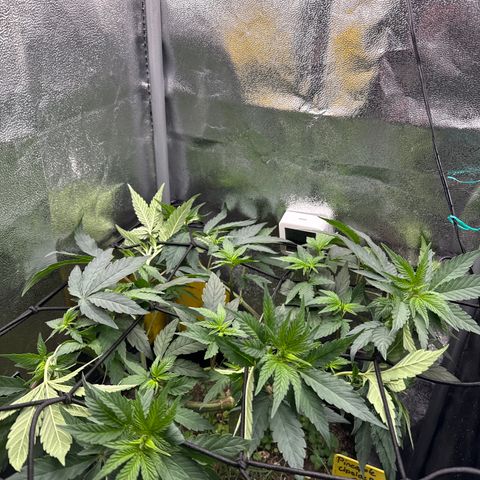 Pineapple Upside Down Cake growlog timeline photo
