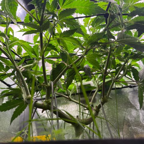 Pineapple Upside Down Cake growlog timeline photo