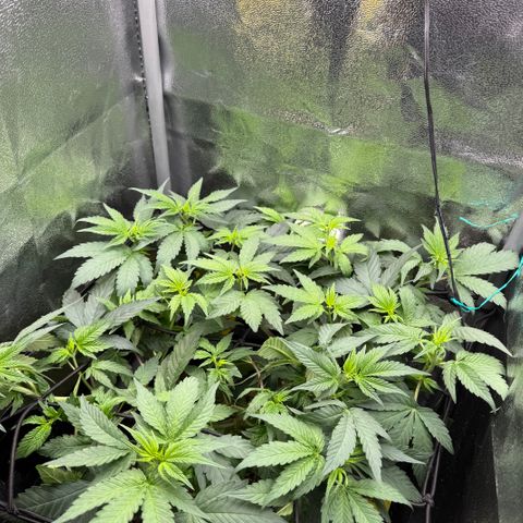Pineapple Upside Down Cake growlog timeline photo