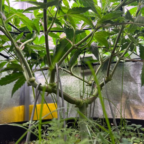Pineapple Upside Down Cake growlog timeline photo