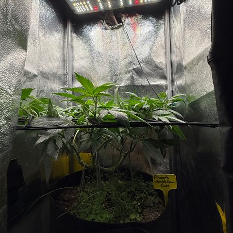 Pineapple Upside Down Cake growlog timeline photo