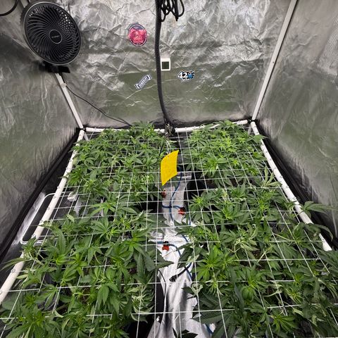Super Lemon Haze x Clementine growlog timeline photo