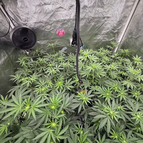 Super Lemon Haze x Clementine growlog timeline photo