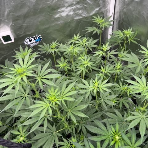 Super Lemon Haze x Clementine growlog timeline photo