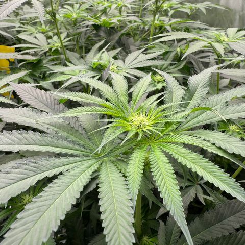 Super Lemon Haze x Clementine growlog timeline photo