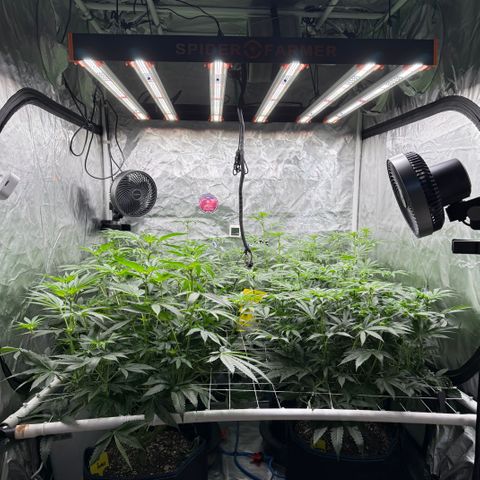 Super Lemon Haze x Clementine growlog timeline photo