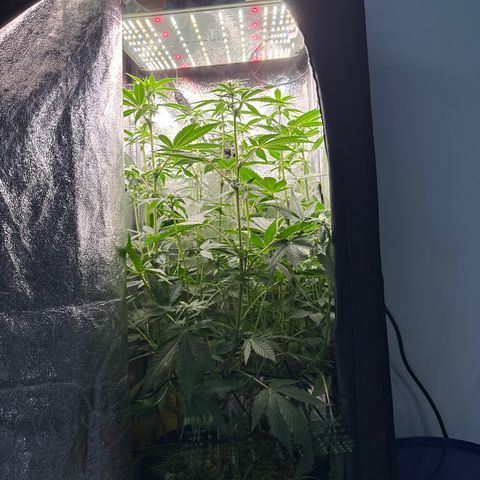 Pineapple Upside Down Cake growlog timeline photo