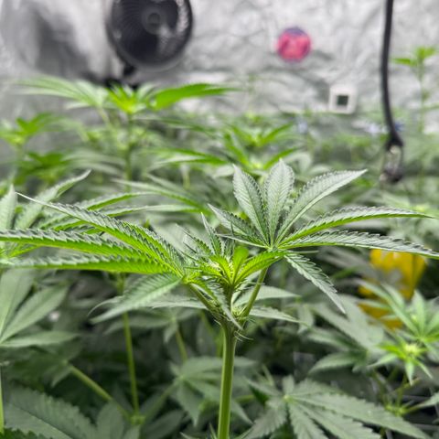 Super Lemon Haze x Clementine growlog timeline photo